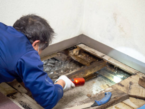 Best Attic Mold Removal  in San Angelo, TX