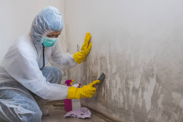 Best Professional Mold Removal  in San Angelo, TX