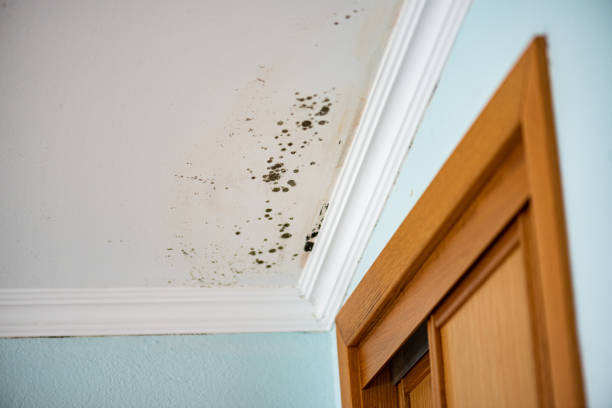 San Angelo, TX Mold Removal Company
