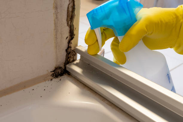 Best Office Mold Removal Services  in San Angelo, TX