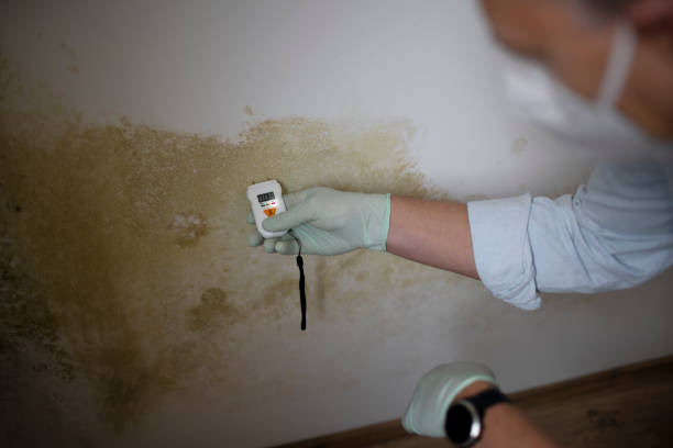 Best Same-Day Mold Removal  in San Angelo, TX