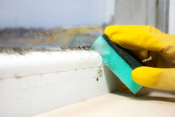 Best Toxic Mold Removal  in San Angelo, TX