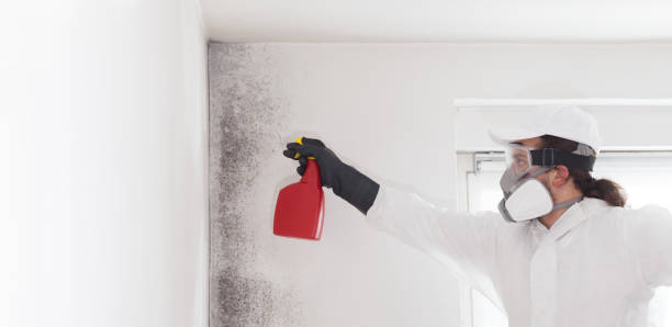 Best Home Mold Removal  in San Angelo, TX