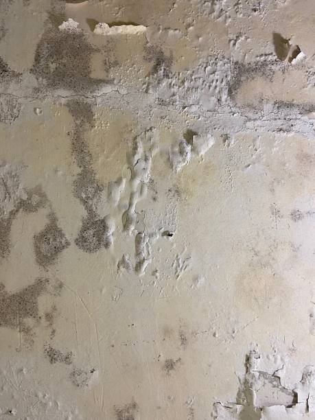 Best Attic Mold Removal  in San Angelo, TX