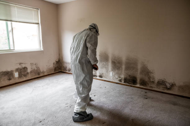 Best Local Mold Removal Service  in San Angelo, TX