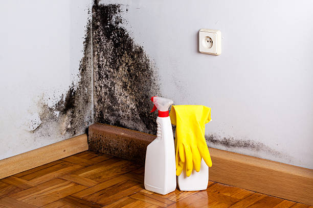 Attic Mold Removal in San Angelo, TX
