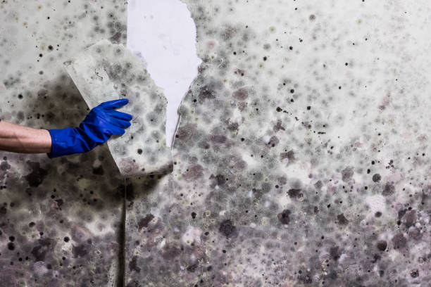Best Mold Removal Process  in San Angelo, TX