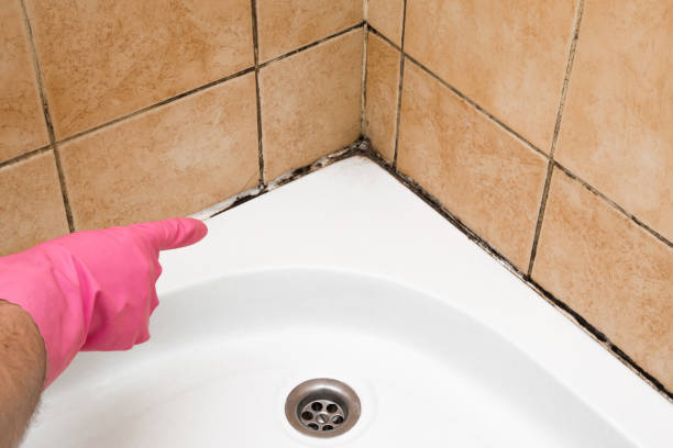 San Angelo, TX Mold Removal Company